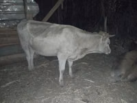 母牛, Cattle — 照片 3