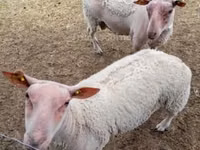 Sheep (batch, sex not specified), Charollais sheep — photo 1