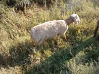 كبش, Arashan sheep — الصورة 4