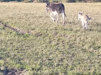 Caballos (lote, sexo no especificado), Caballos — foto 7