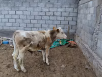 Bulle, Simmental cattle — Foto 1