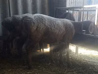 Sheep, Arashan sheep — photo 2