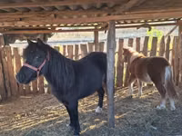 Mare, Horses — photo 3