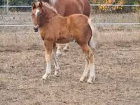 Mare, Horses — photo 8
