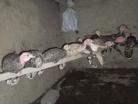 Turkeys — Foto 2