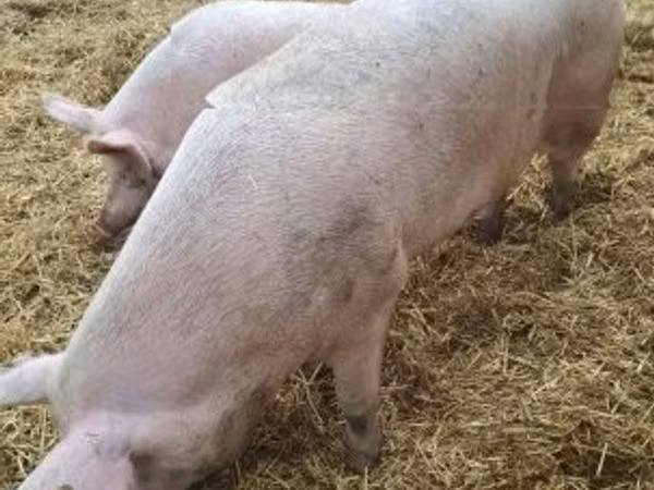 Schweine (Partie, Geschlecht nicht angegeben), 