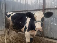 Kuh, Russian Black pied cattle — Foto 1