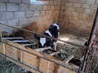 Bulle, Holstein-Rasse — Foto 6