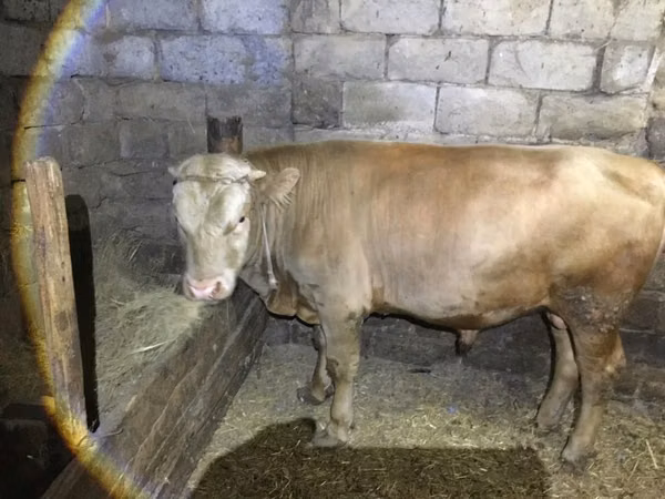 公牛, Simmental cattle