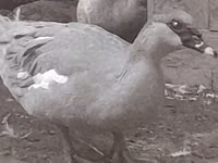 Ducks — الصورة 2