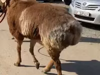 نعجة, الأغنام — الصورة 2