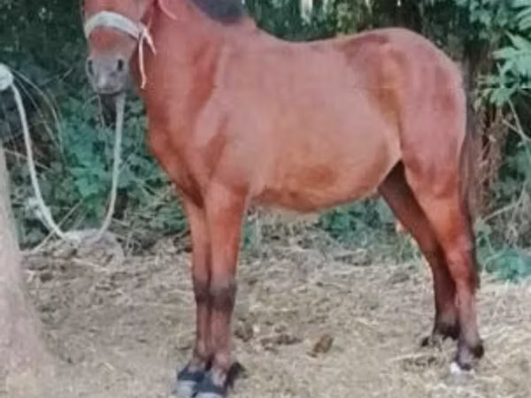 Horse (M), Horses