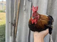 Chickens — Foto 1