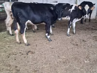 गाय, Swiss cattle — फ़ोटो 7