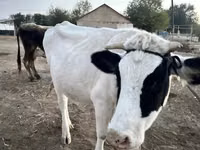 Kuh, Swiss cattle — Foto 4