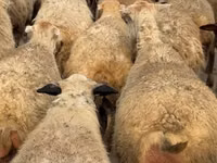 Schaf, Schafe — Foto 6