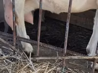 बकरी, Saanen goat — फ़ोटो 7