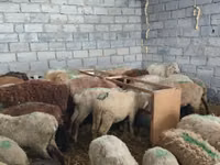 نعجة, الأغنام — الصورة 7