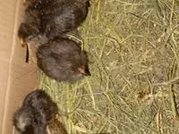 Domestic Muscovy — photo 6