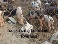 Хряк, Свиньи — фото 3
