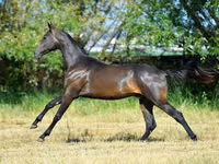 Hengst, Akhal-Teke — Foto 5