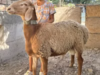 نعجة, Arashan sheep — الصورة 2