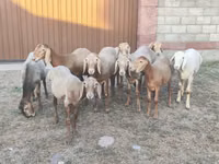 Carnero, Arashan sheep — foto 2