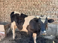 公牛, Russian Black pied cattle — 照片 3
