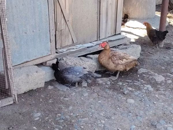 Chickens