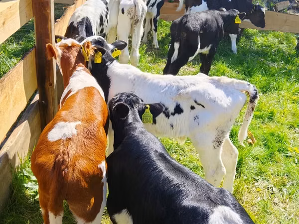 Rinder (Partie, Geschlecht nicht angegeben), Russian Black pied cattle
