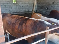 Бұқа, Simmental cattle — 5-сурет