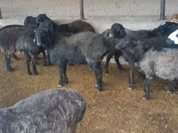 Ram, Sheep — photo 2