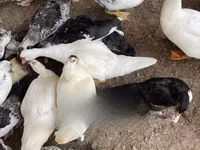 家养麝香鸭 — 照片 2
