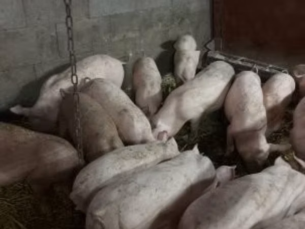 Eber, Schweine