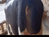 ثور, Simmental cattle — الصورة 4