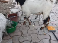 Теке, Beetal goats — 3-сурет