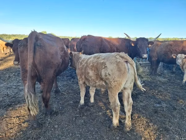 بقرة, Salers cattle