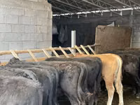 ثور, Simmental cattle — الصورة 6