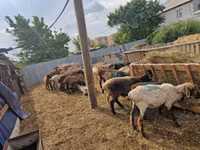 كبش, الأغنام — الصورة 2