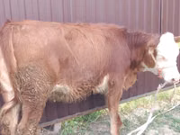 Kuh, Swiss cattle — Foto 1
