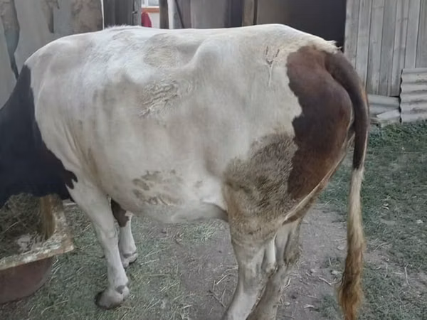 母牛, Simmental cattle — 吉尔吉斯斯坦