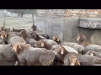 أغنام (دفعة، الجنس غير محدد), Edilbay sheep — الصورة 2
