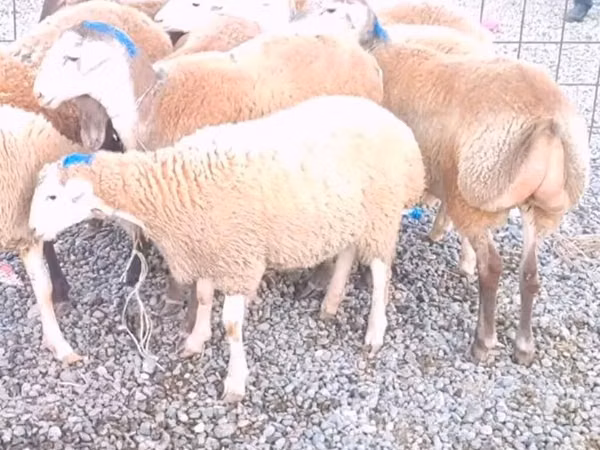 Schaf, Schafe