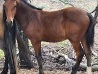 Pferde (Partie, Geschlecht nicht angegeben), Karachay horse — Foto 3