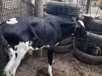 母牛, Holstein breed — 照片 3