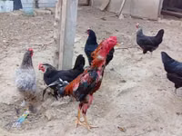 Chickens — الصورة 2