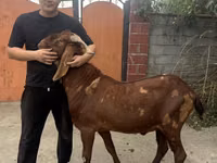 Ziegenbock, Kamori goats — Foto 1