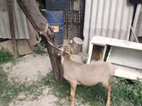 Қошқар, Edilbay sheep — 3-сурет