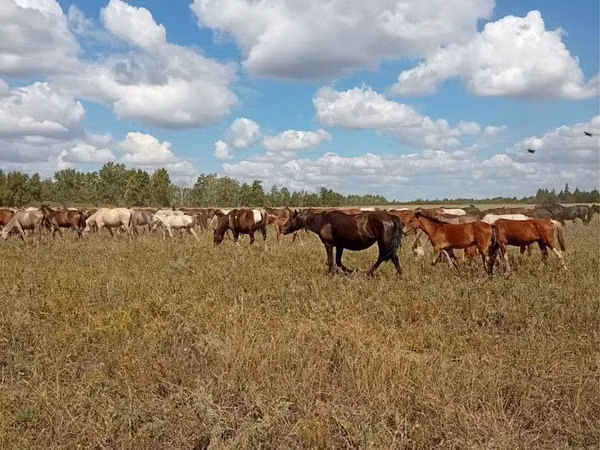 فرس, Kazakh horse — كازاخستان