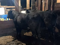 公牛, Aberdeen-Angus — 照片 1